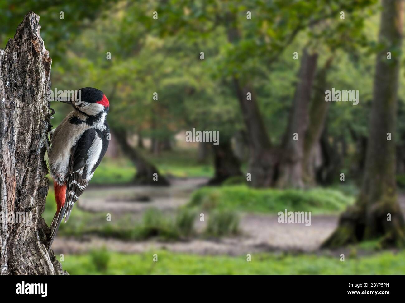 Great spotted woodpecker / greater spotted woodpecker (Dendrocopos major) male hammering on tree stump in forest Stock Photo
