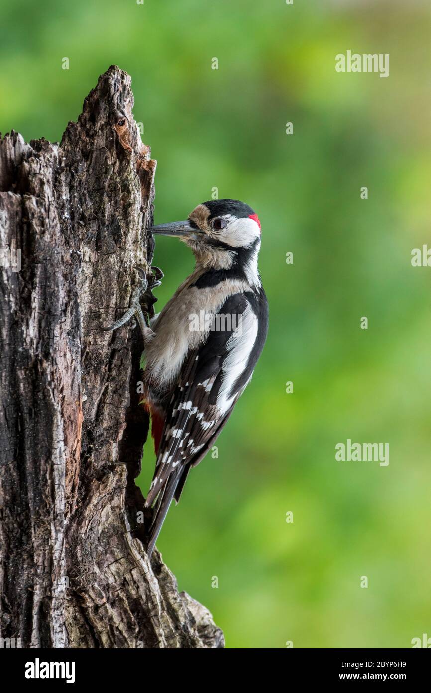 Great spotted woodpecker / greater spotted woodpecker (Dendrocopos major) male foraging on tree stump Stock Photo