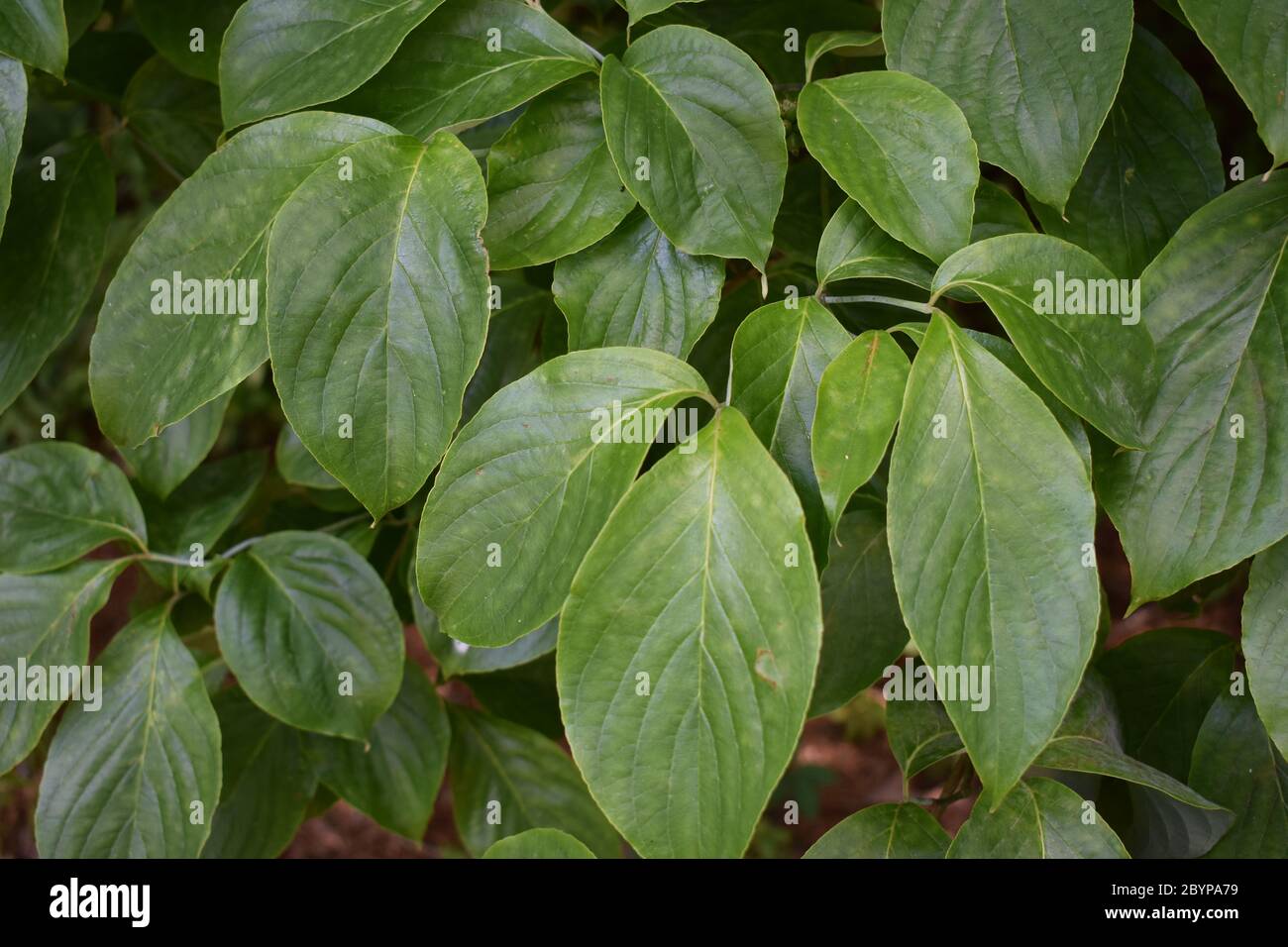 dogwood tree leaf identification