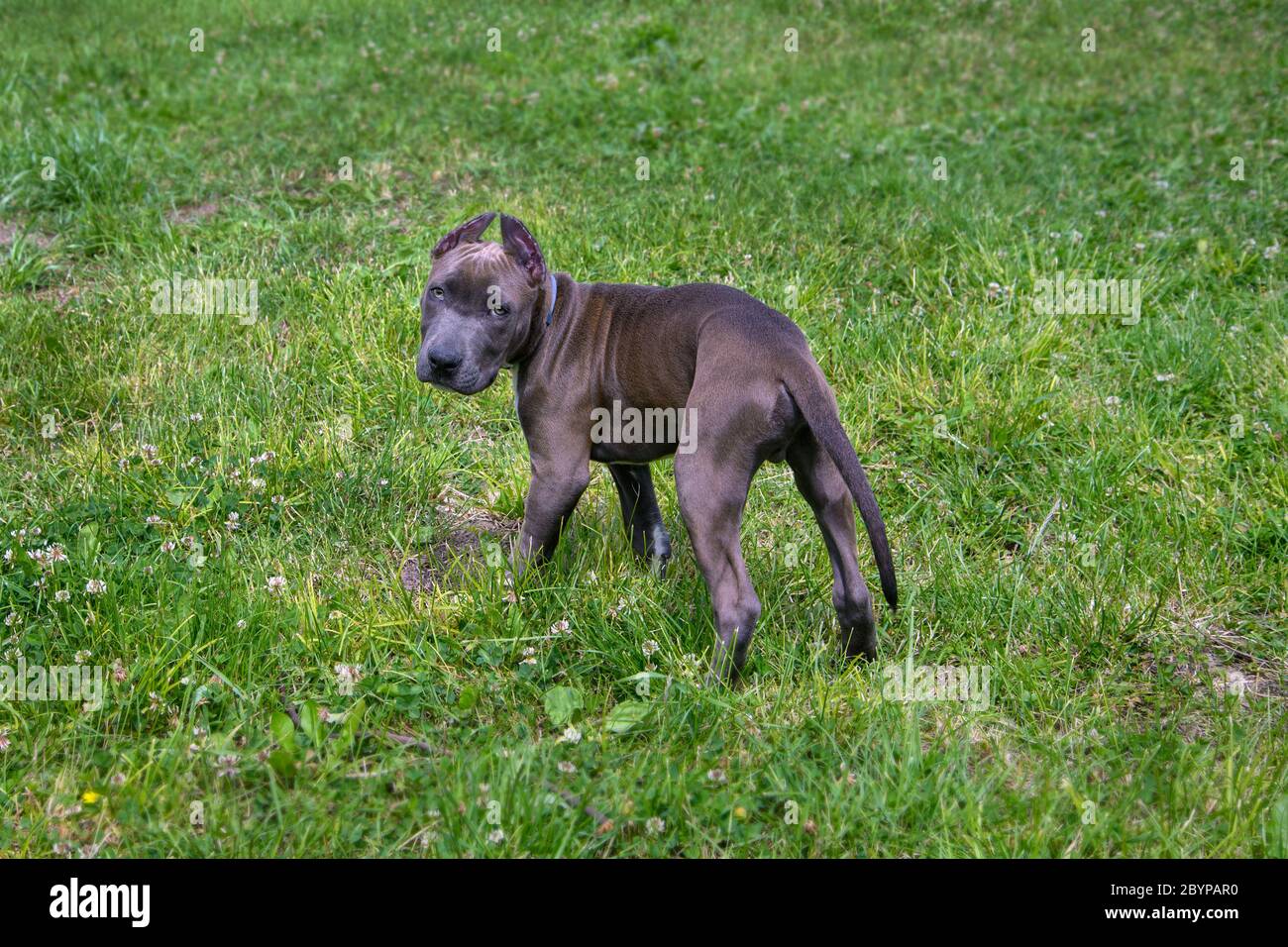 Beautiful puppy American Staffordshire Terrier in the park Stock Photo