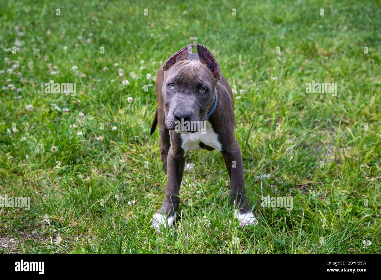 Beautiful puppy American Staffordshire Terrier in the park Stock Photo
