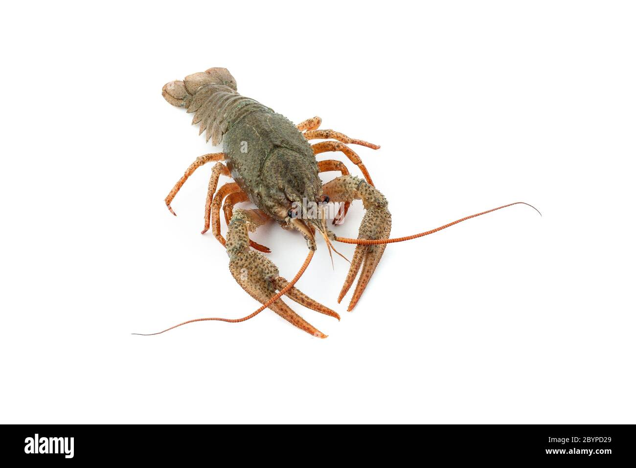 River raw crayfish Stock Photo - Alamy