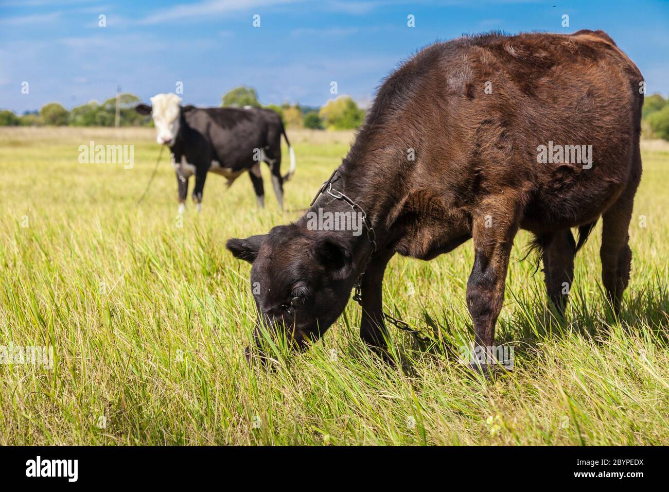 Cow and calf Stock Photo - Alamy