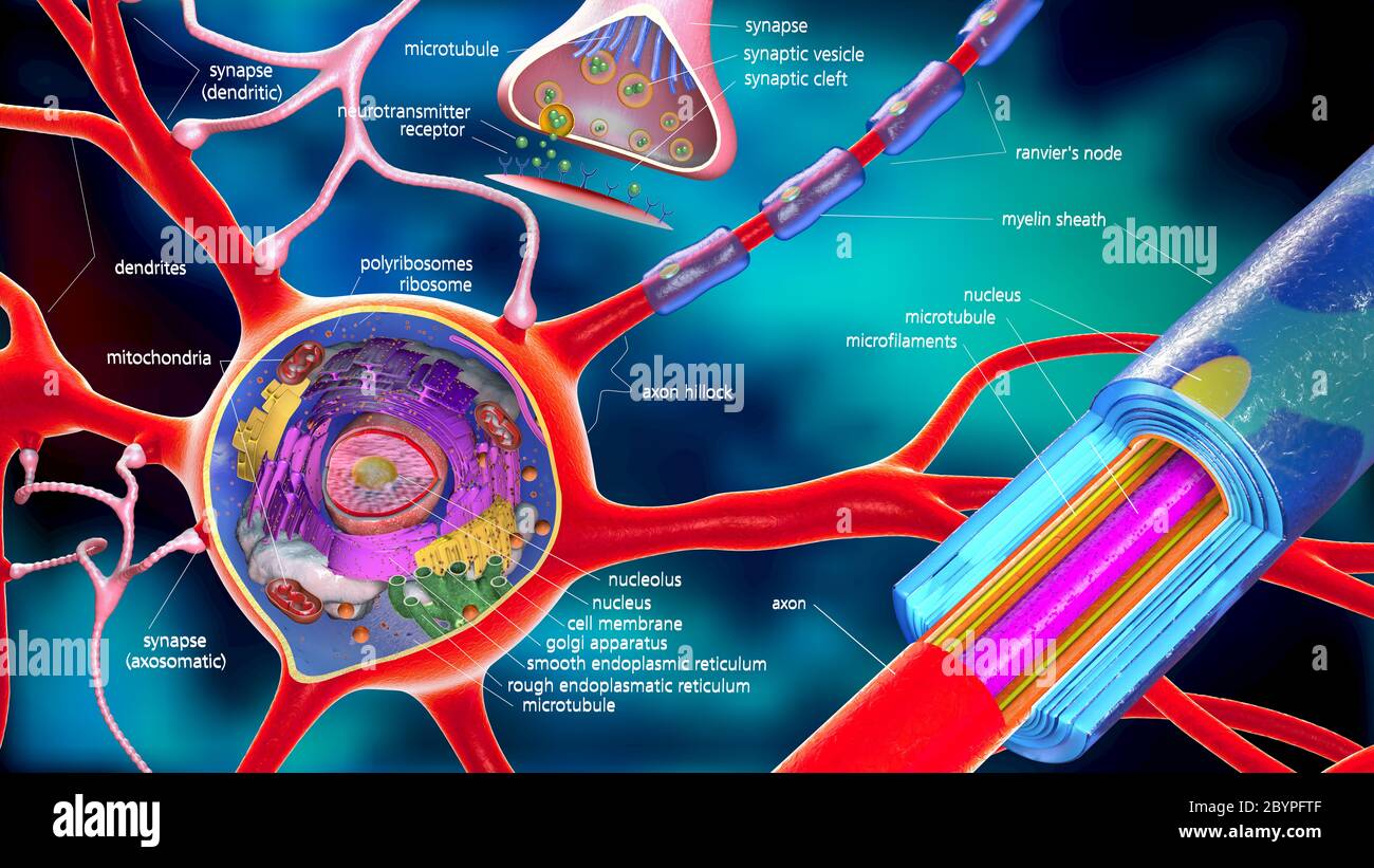 colorful 3d illustration of a neuron and cell-building with descriptions Stock Photo
