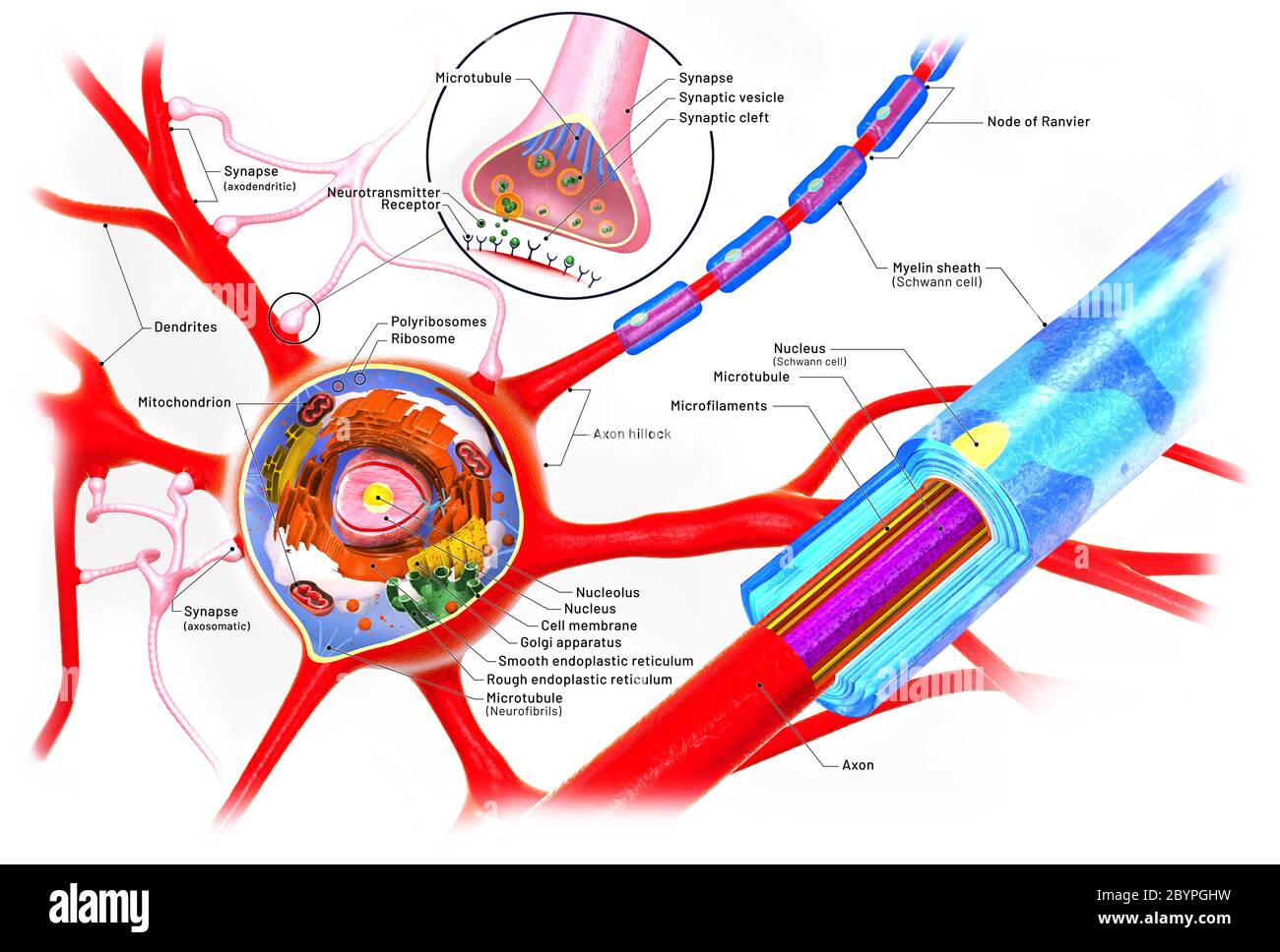 Cross section of a neuron and cell-building with descriptions - 3d illustration Stock Photo