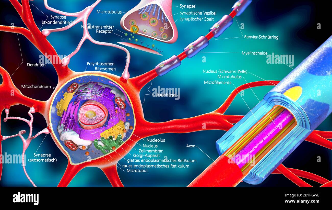 colorful 3d illustration of a neuron and cell-building with german descriptions Stock Photo