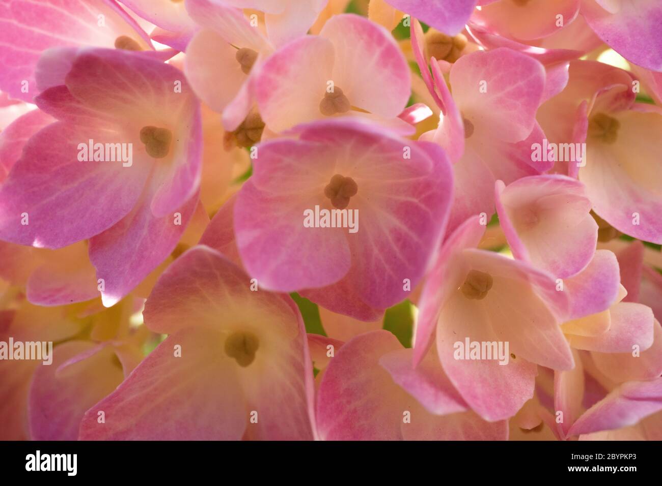 Closeup of garden flower Stock Photo