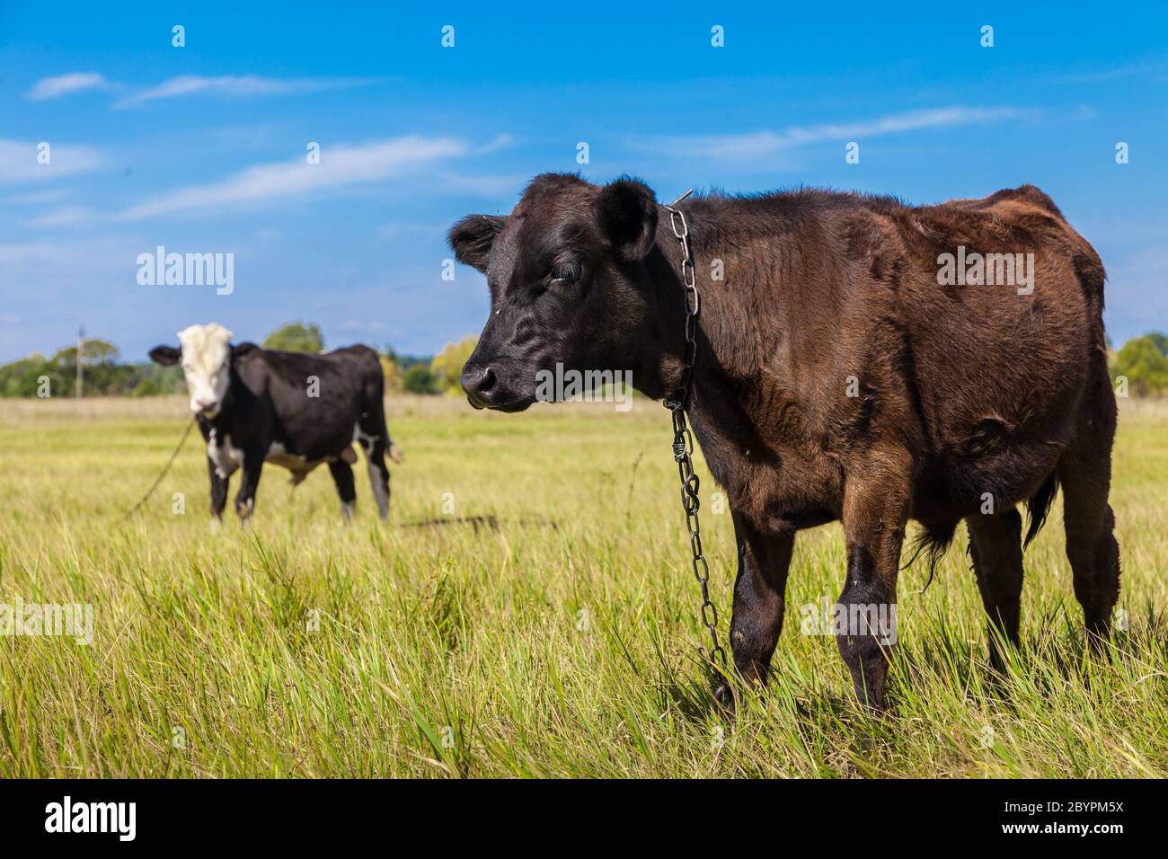 Cow and calf Stock Photo - Alamy