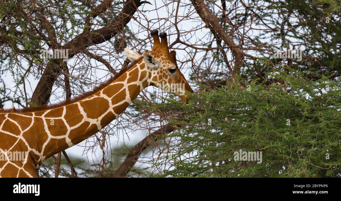 One giraffe eats the leaves of the acacia tree Stock Photo Alamy