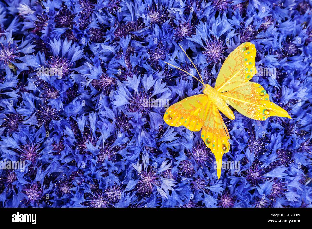 Spring blue cornflower with yellow butterfly Stock Photo
