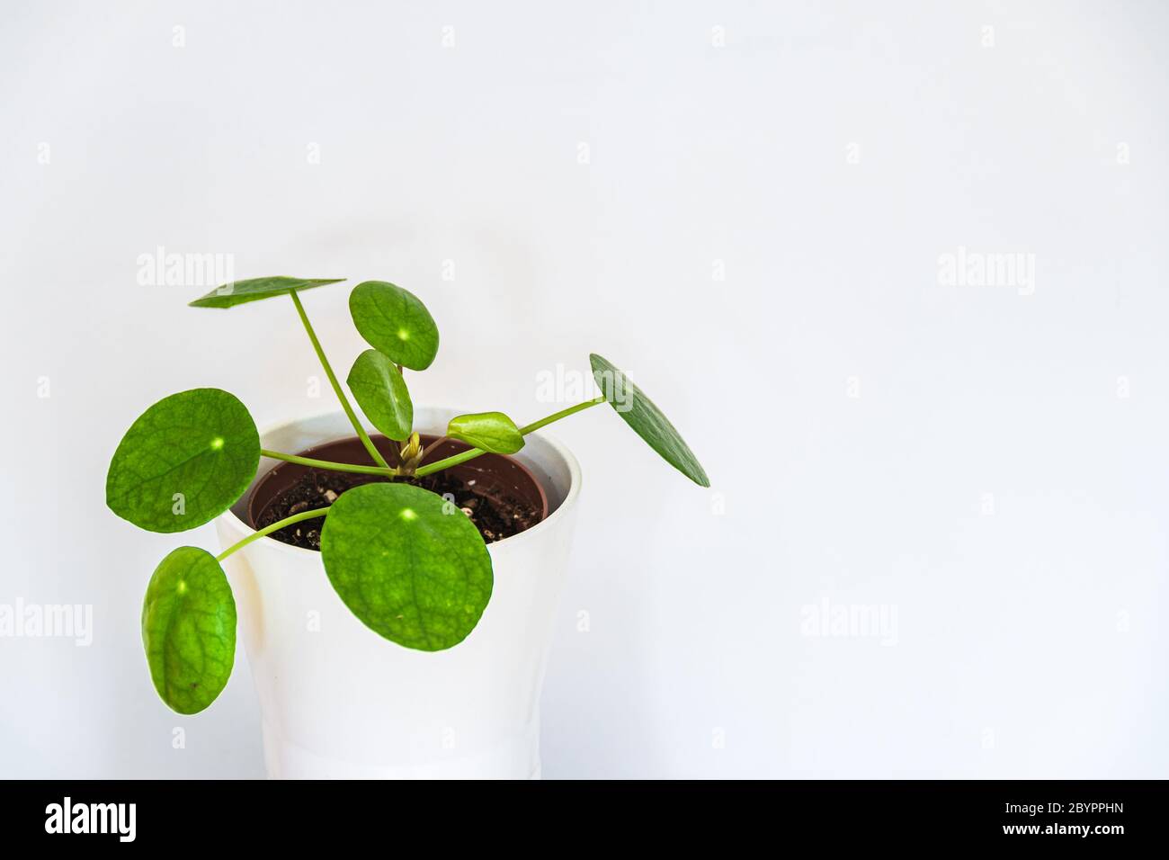 Beautiful Chinese money plant (Pilea Peperomioides) exotic houseplant on white background. Exotic plant detail. Stock Photo