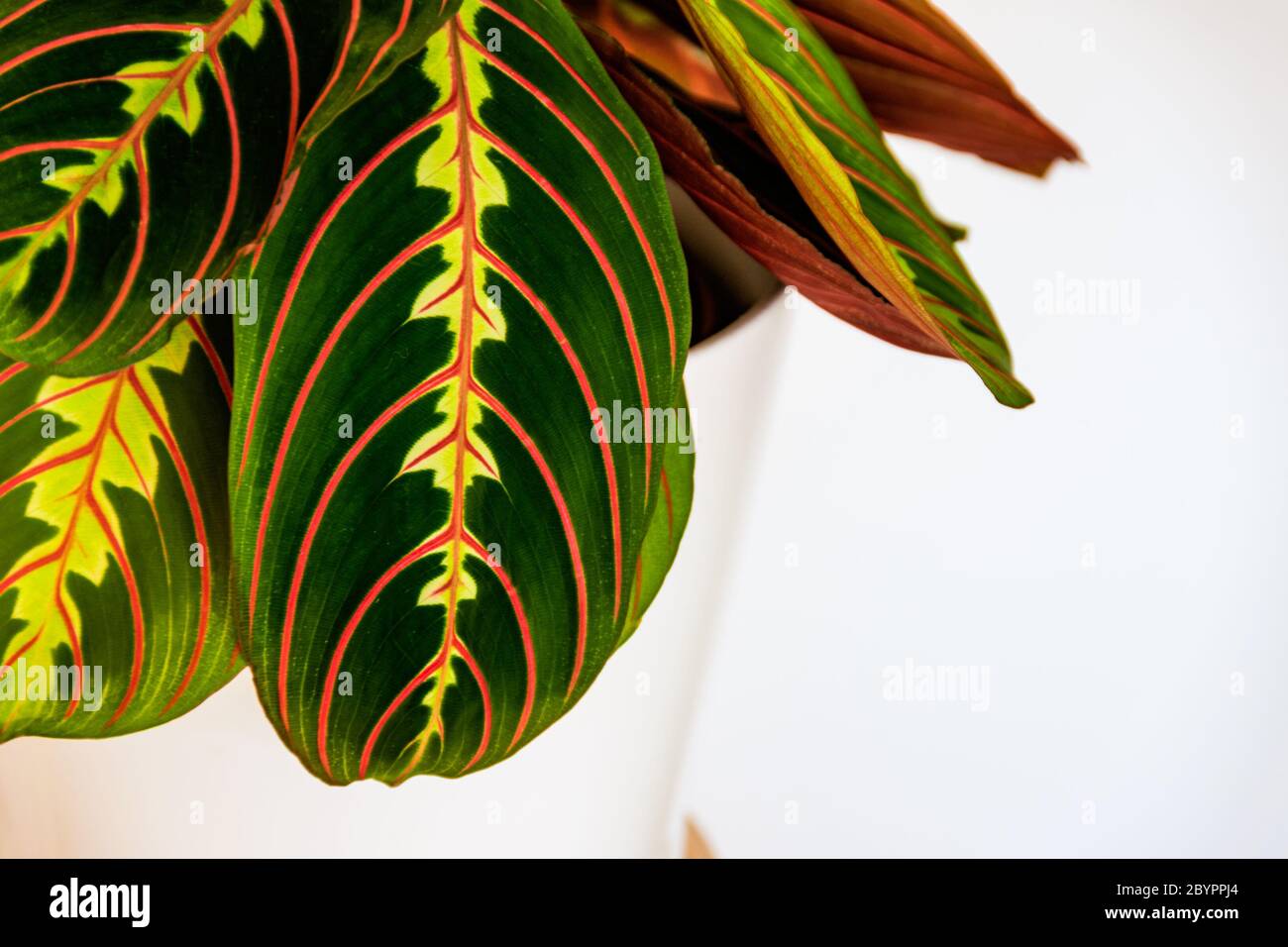 Close-up on the decorative, colorful leaves of a prayer plant (maranta leuconeura var. erythroneura) on white background. Exotic houseplant foliage on Stock Photo