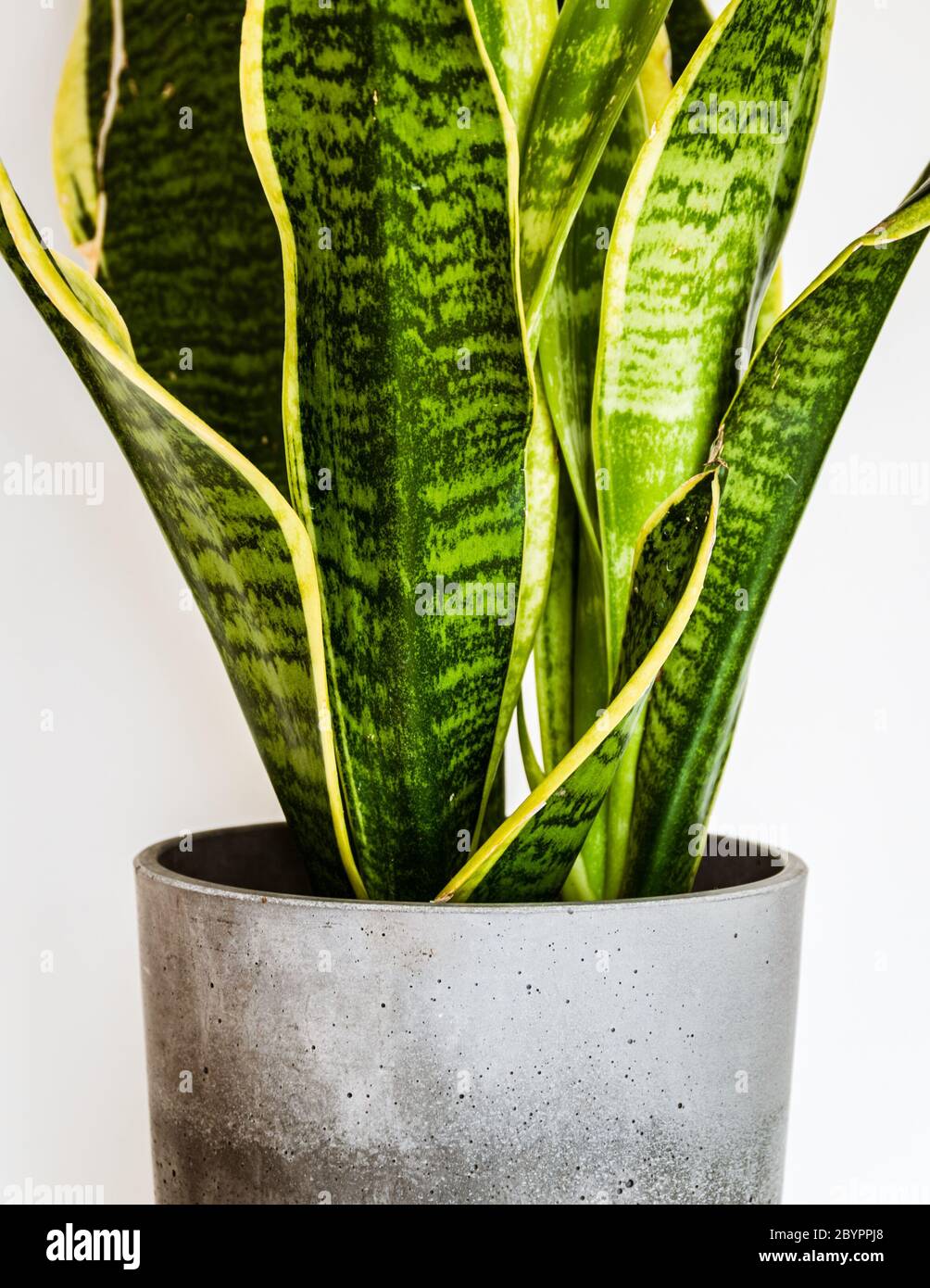 Close-up on the beautifully patterned leaves of a snake plant (sansevieria trifasciata var. Laurentii) in a concrete planter. Stock Photo