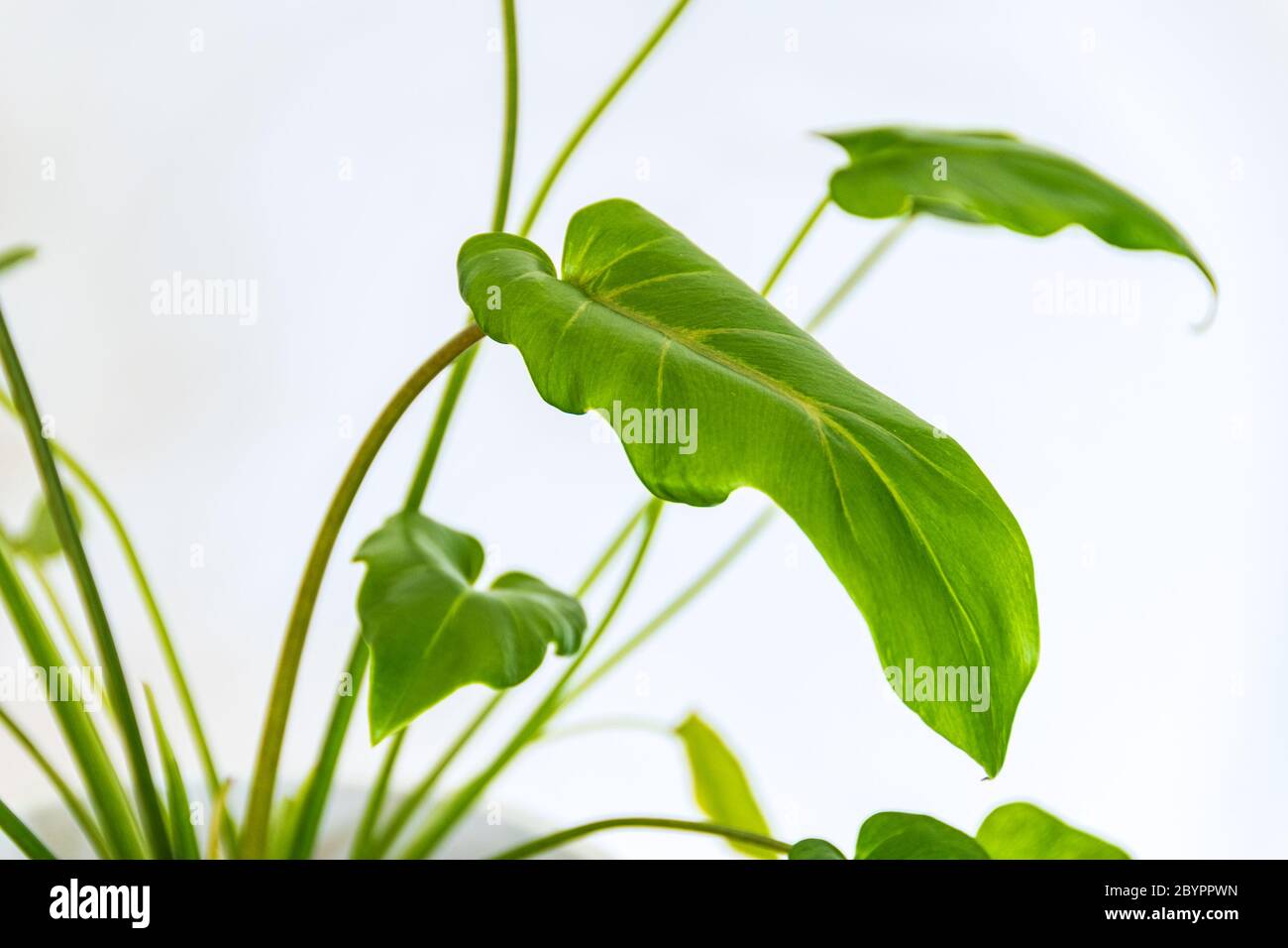 Philodendron Xanadu On A White Background Close Up On A Young Philodendron Xanadu Houseplat Against White Backdrop Stock Photo Alamy