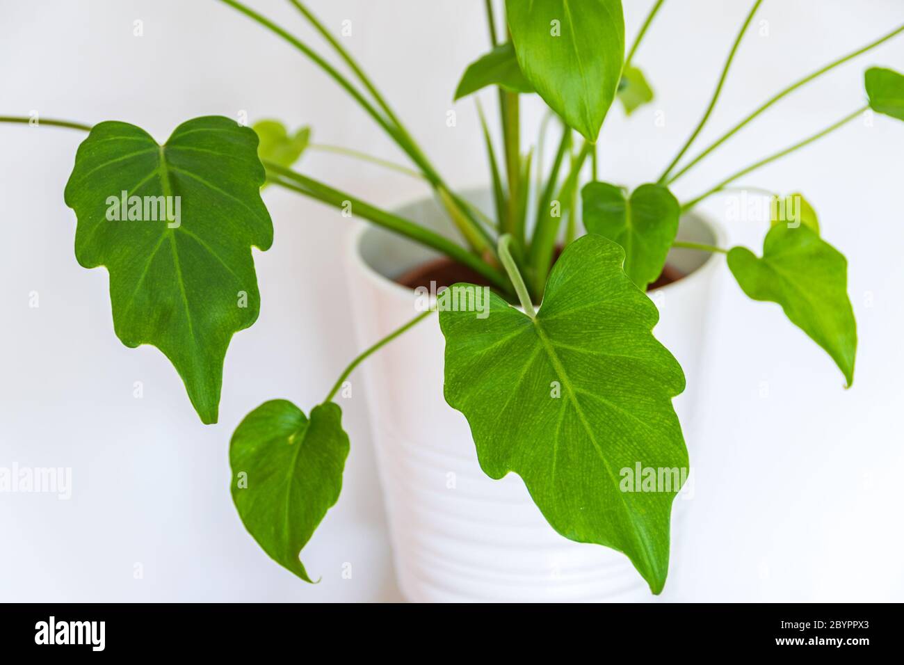 Philodendron Xanadu On A White Background Close Up On A Young Philodendron Xanadu Houseplat Against White Backdrop Stock Photo Alamy