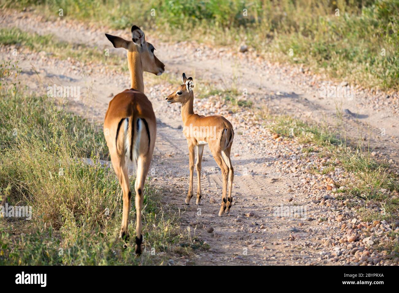 Thomsons gazelle male and female hi-res stock photography and images ...