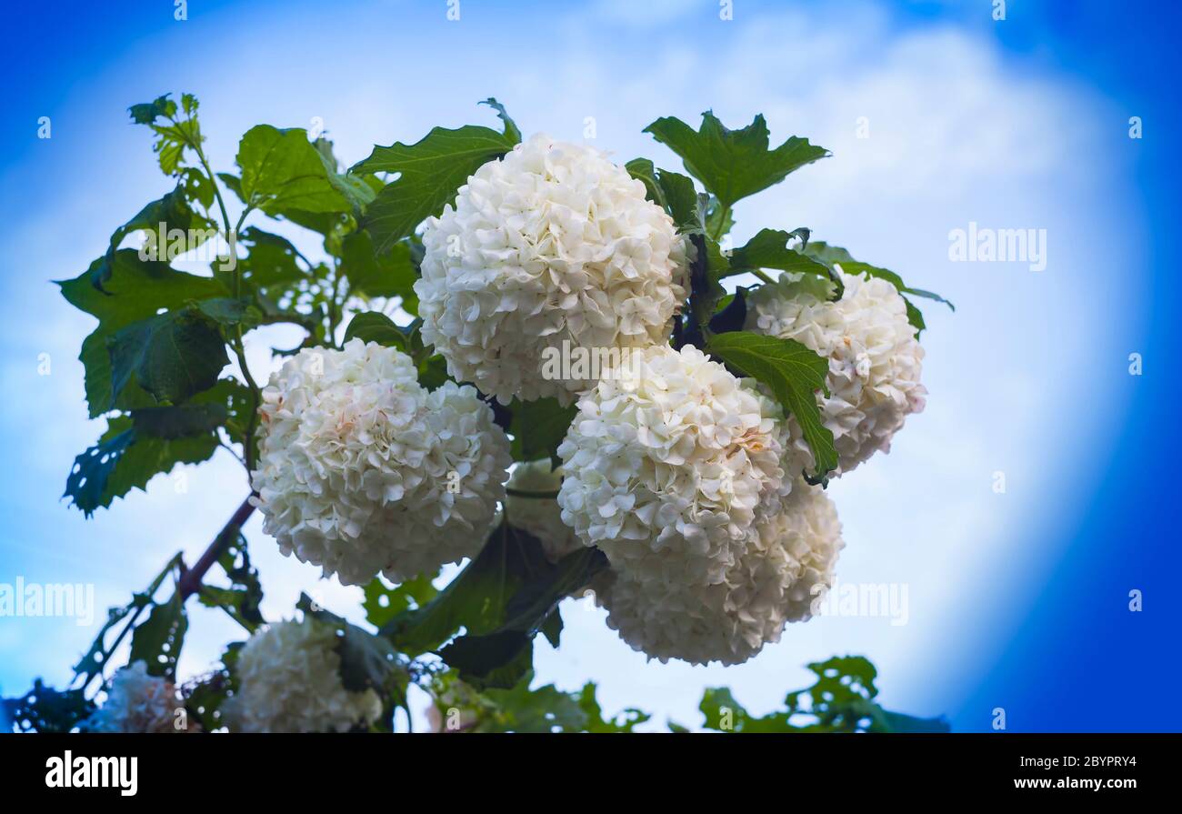 snowball flower in the summer garden Stock Photo