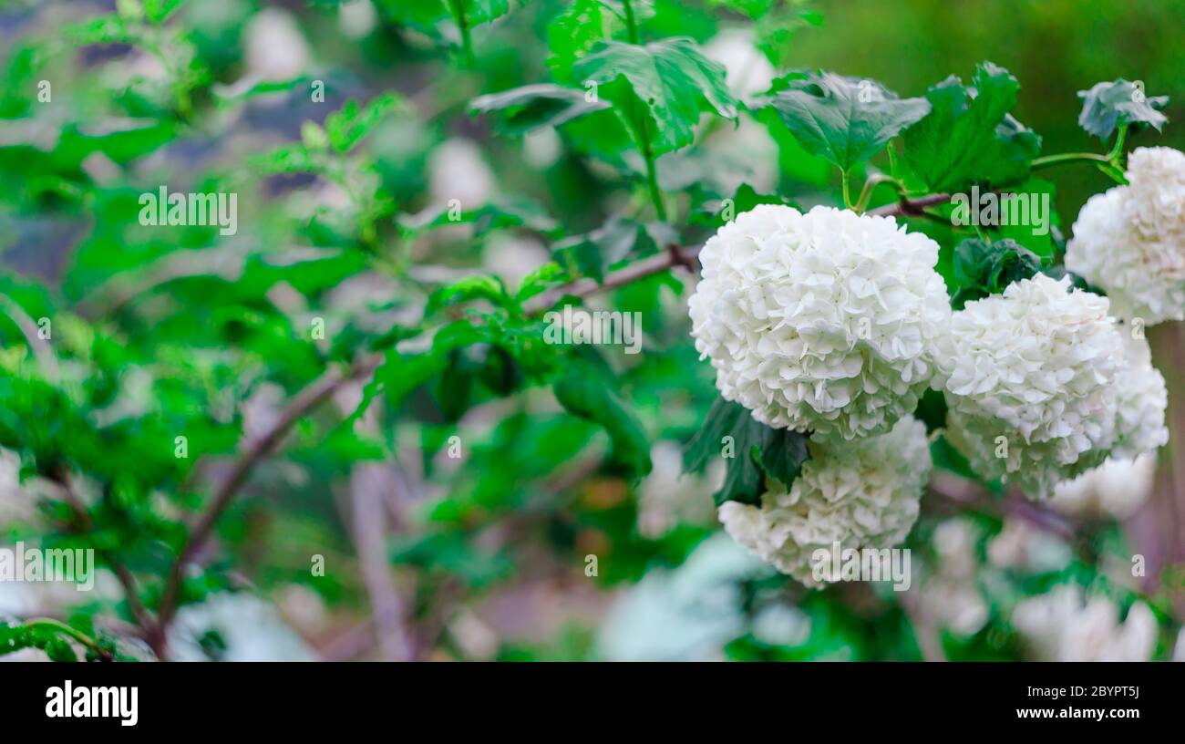 closeup of snowball flower in the summer garden Stock Photo