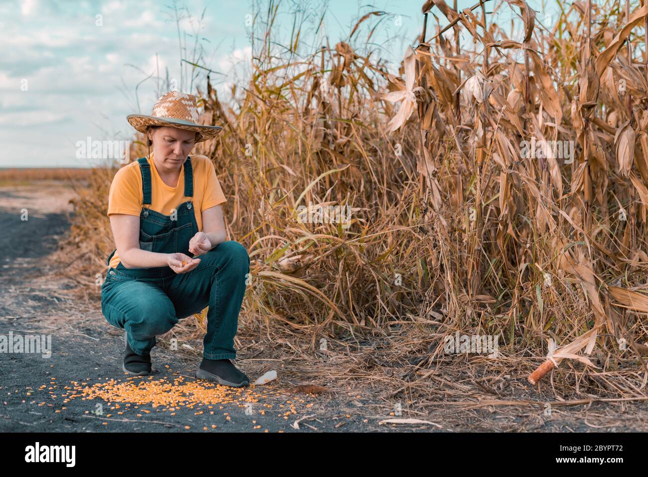 Disappointed female corn farmer in bad condition cornfield after poor harvest season of crops Stock Photo
