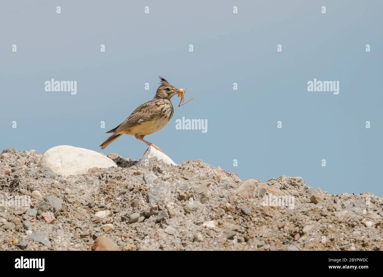 Crested lark (Galerida cristata) perched on hill with food in beak, Spain. Stock Photo