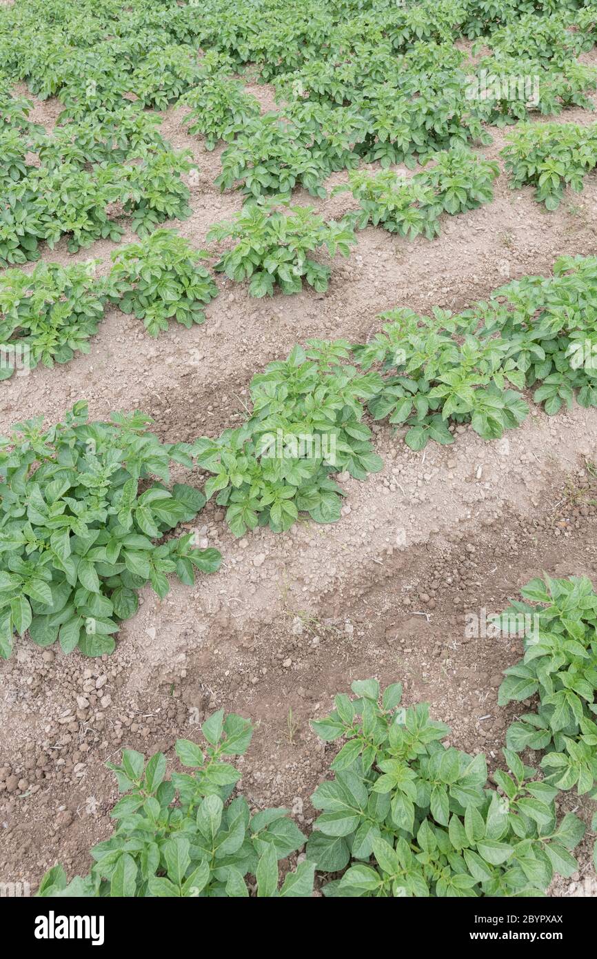 Potato solanum tuberosum hilled ridges hi-res stock photography and ...