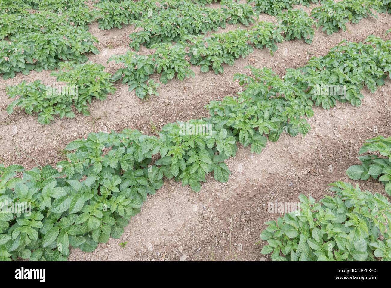 Potato crop hilled ridges hi-res stock photography and images - Alamy