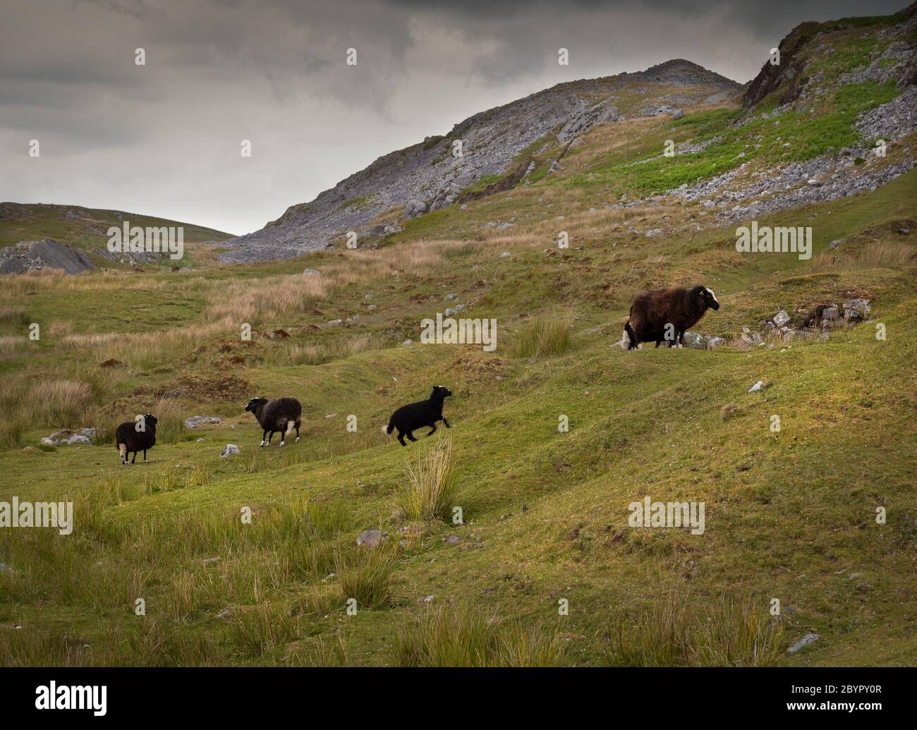 Cribarth mountain in South Wales UK Stock Photo