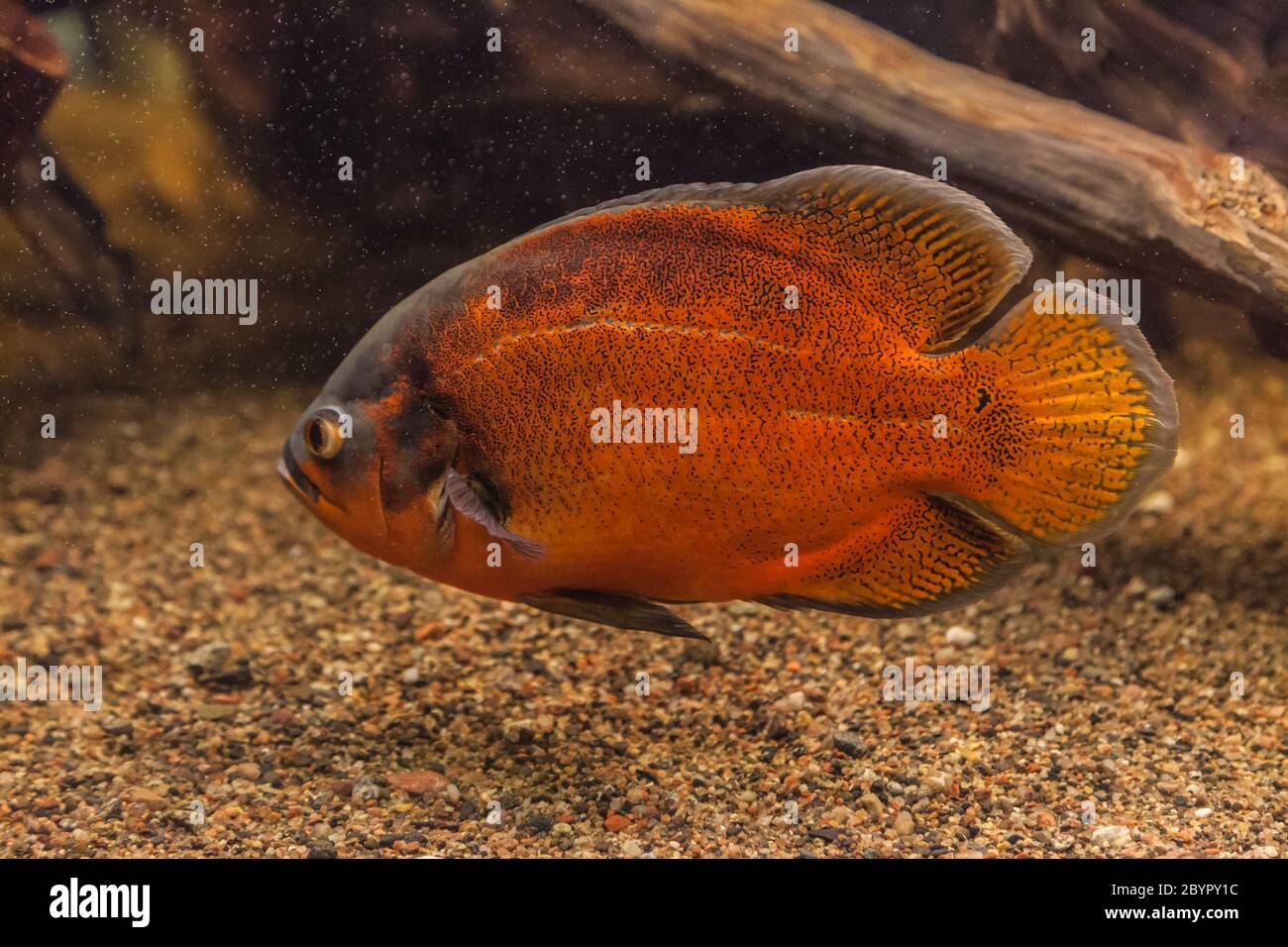 Shoal of piranha fishes in an aquarium Stock Photo