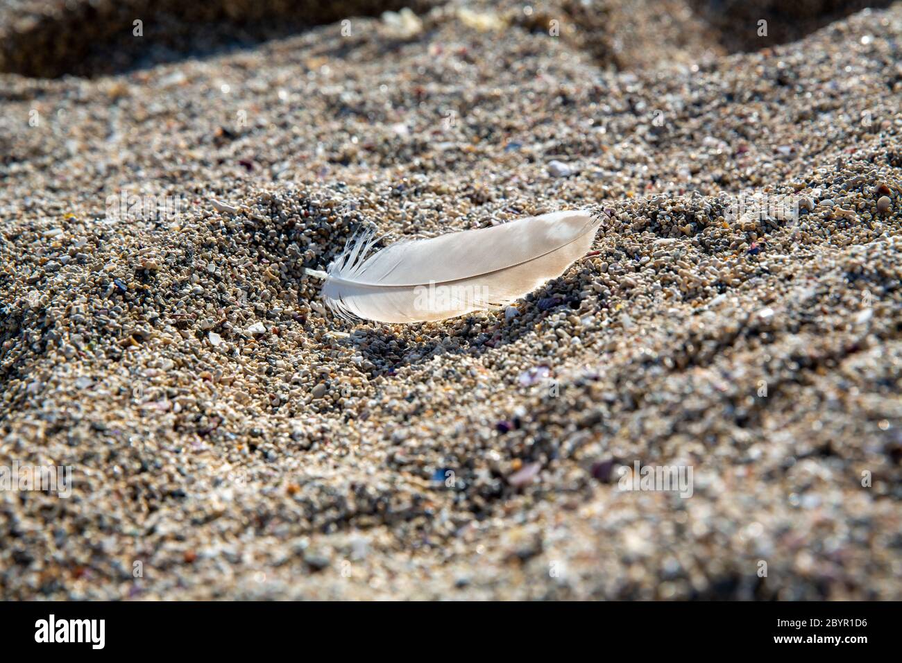 Sunlight passing through a bird's white feather fallen on sand. Stock Photo