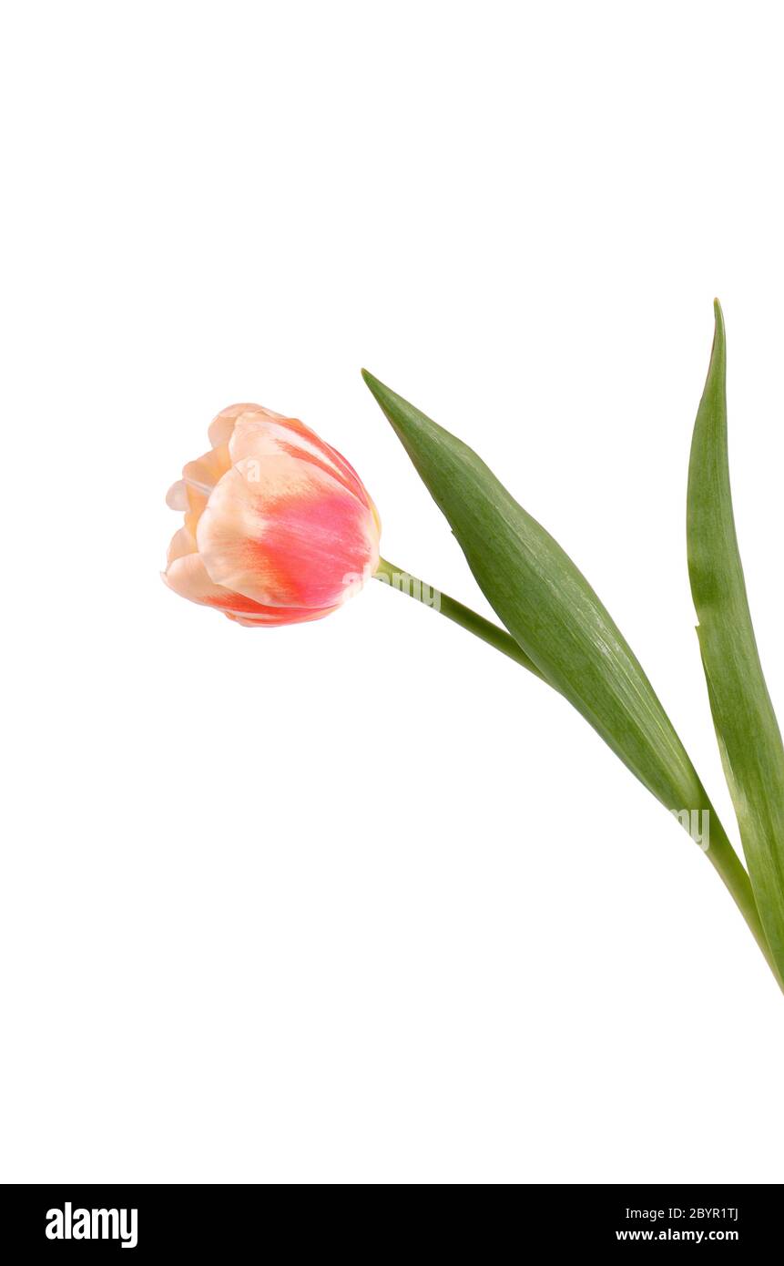Pink tulip isolated on white background Stock Photo - Alamy