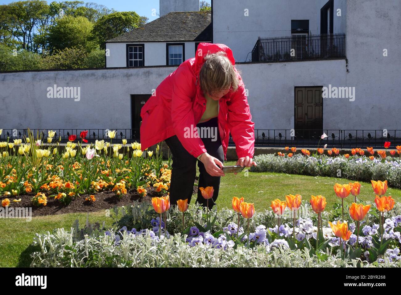 Woman in her Sixties, taking photographs of flowers with smartphone, in War Memorial Gardens. North Berwick Stock Photo