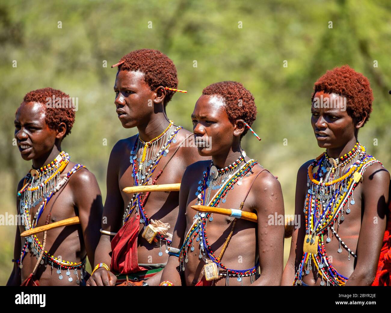 Group of young Masai warriors are standing in the savannah in ...