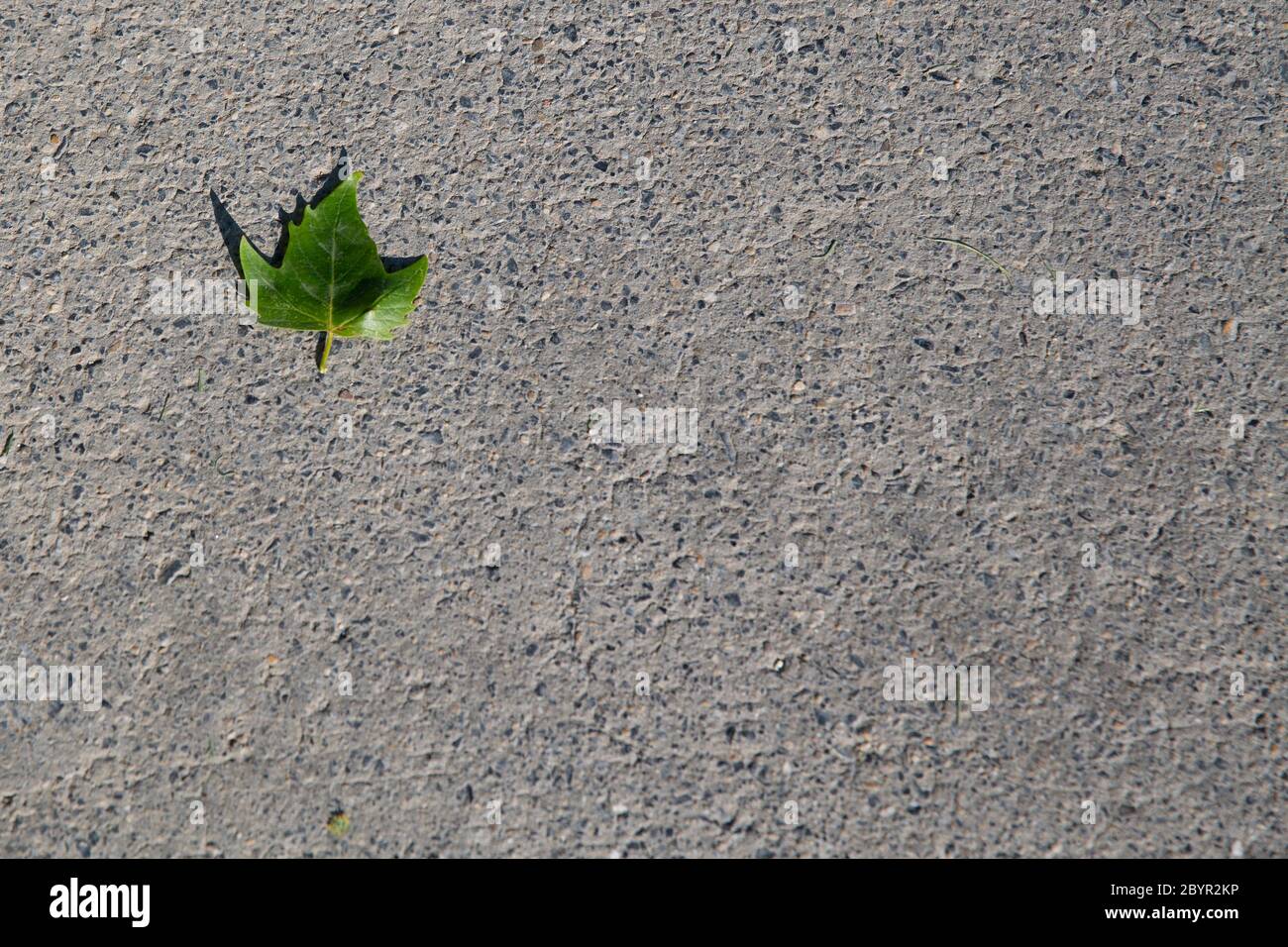 A small green leaf fallen on grey concrete floor Stock Photo