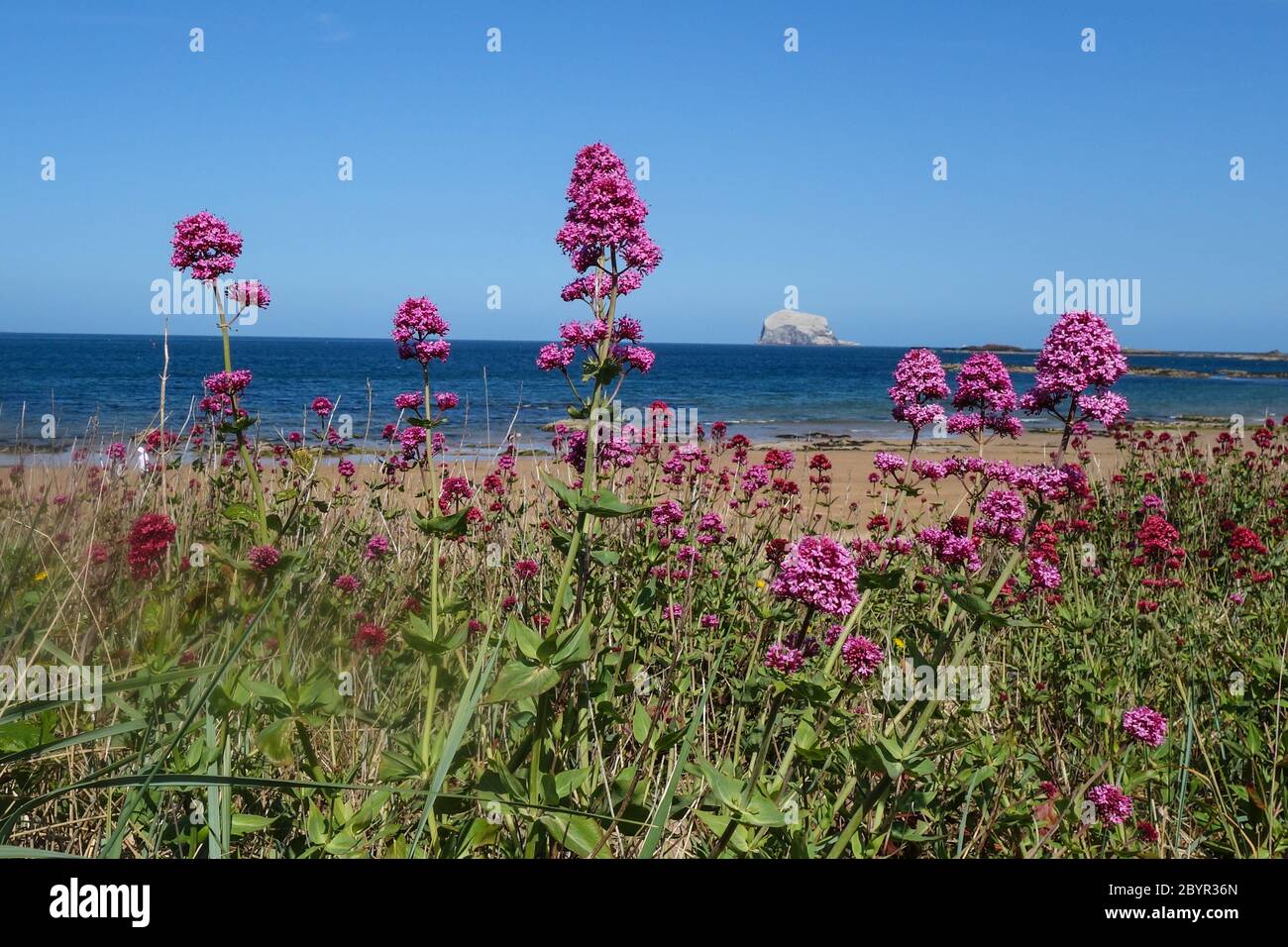 Valerian flowers on East Bay (Milsey Bay), North Berwick - Bass Rock behind Stock Photo