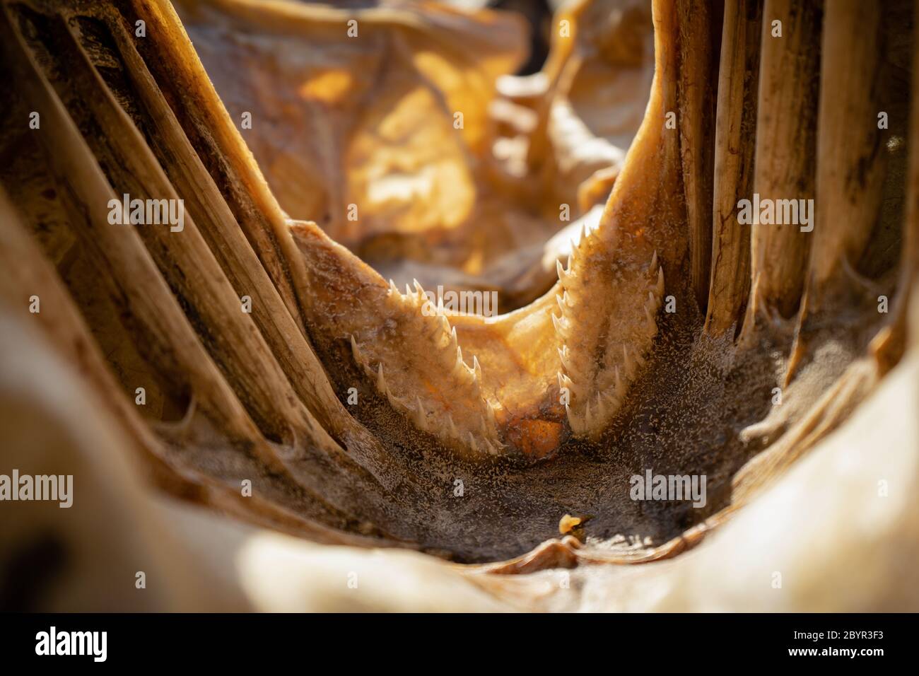 Traditional Drying cod heads drying on traditional wooden racks in