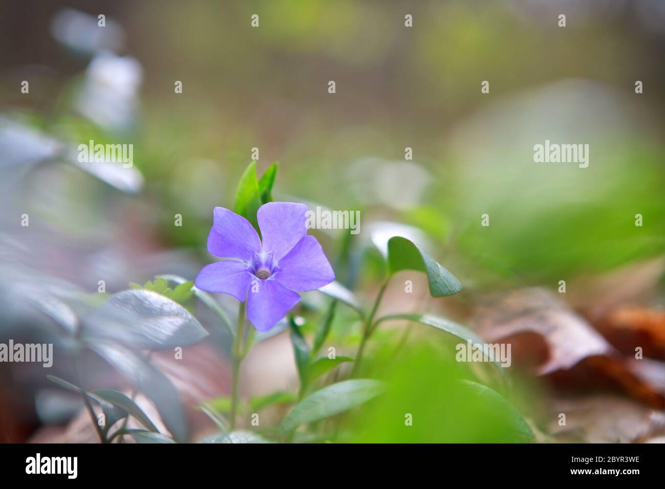 vinca,  periwinkle flower in green forest Stock Photo