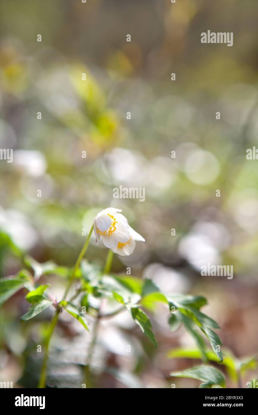 snowdrop anemone flowers in sunshine Stock Photo