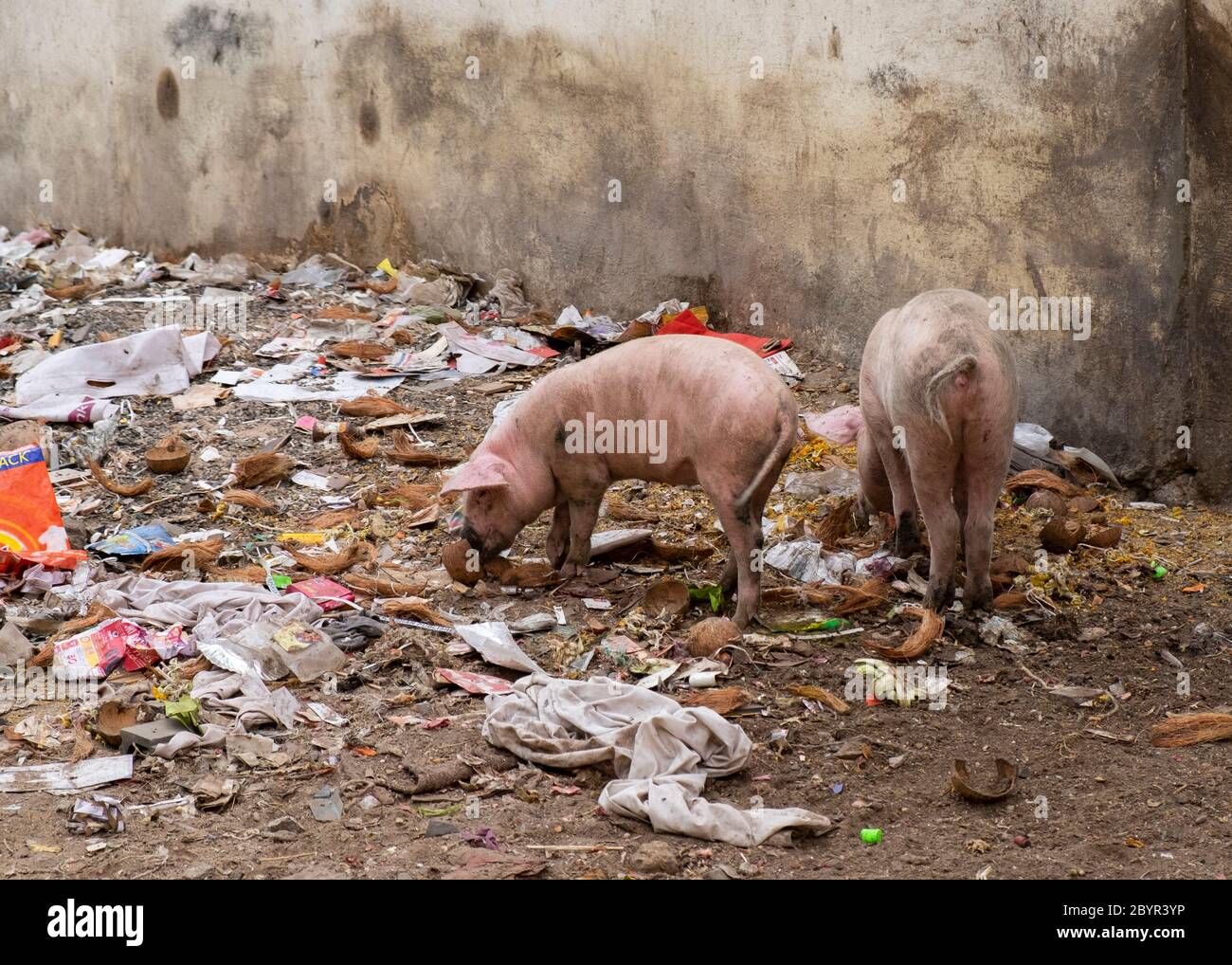 Pigs in garbage hires stock photography and images Alamy