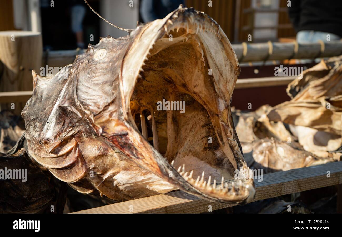 Traditional Drying cod heads drying on traditional wooden racks in