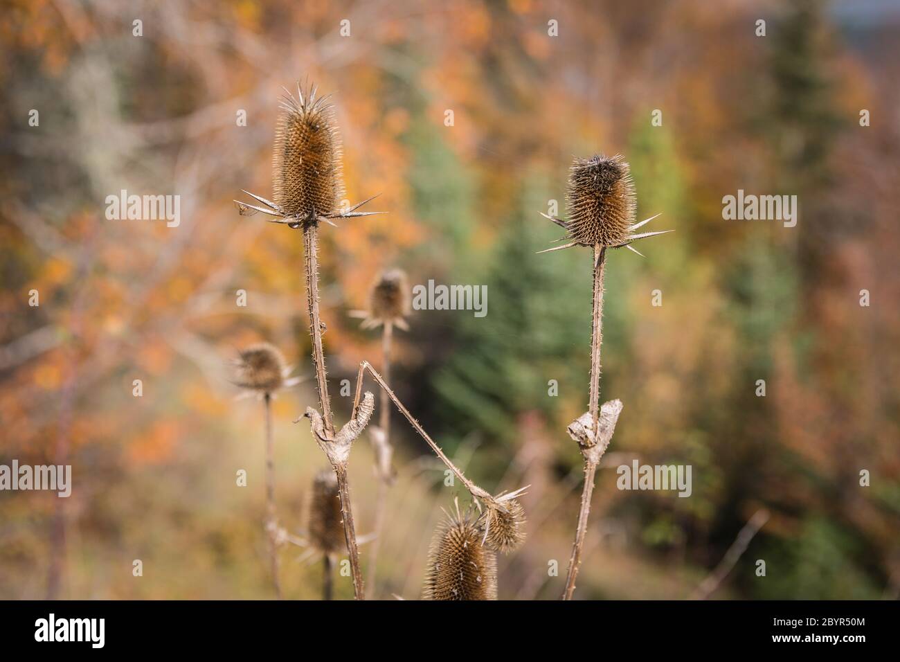 Dry thorny stems and seed heads of Common teasels (Dipsacus fullonum aka Fuller's teasel or Dipsacus sativus) with a blurred autumn background Stock Photo