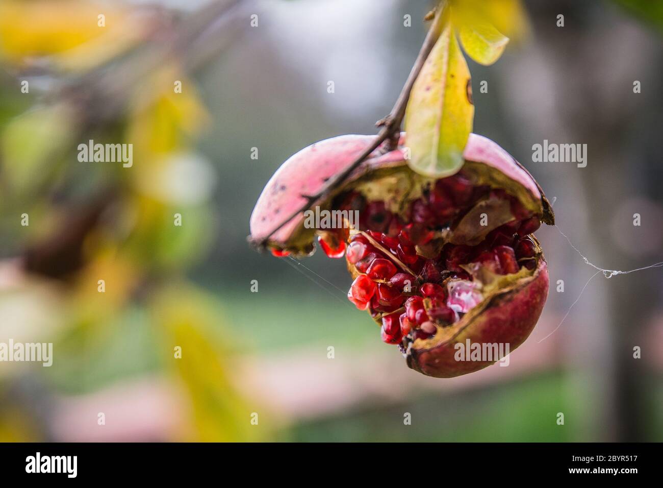 Red pomegranate cracked and split on tree at harvest time, Pomegranate covered with spider web autumn, Bolu, Turkey Stock Photo