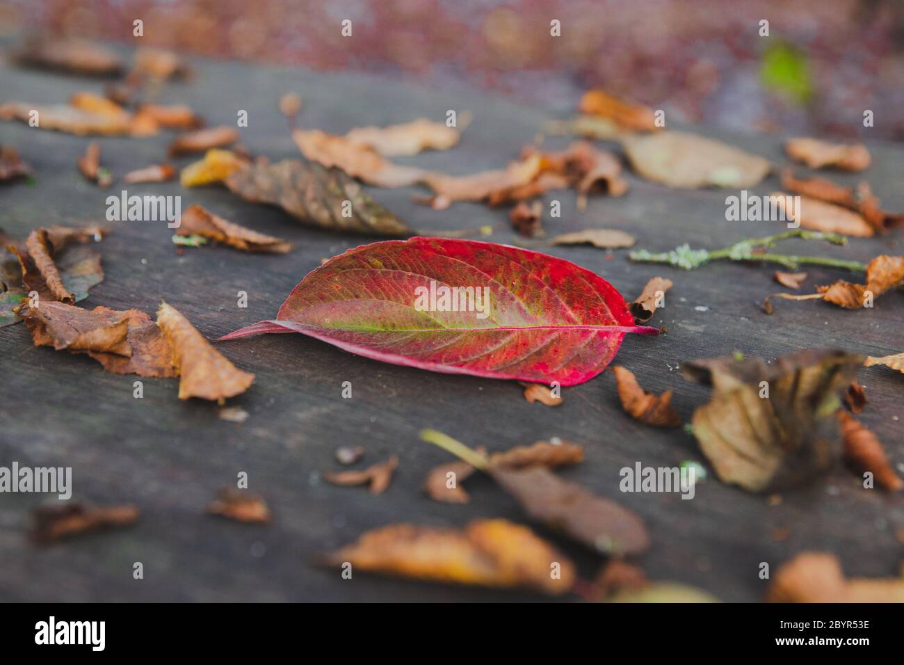 A close up shot of a fallen red leaf on a wooden table in a park in autumn surrounded with sere brown leaves Stock Photo