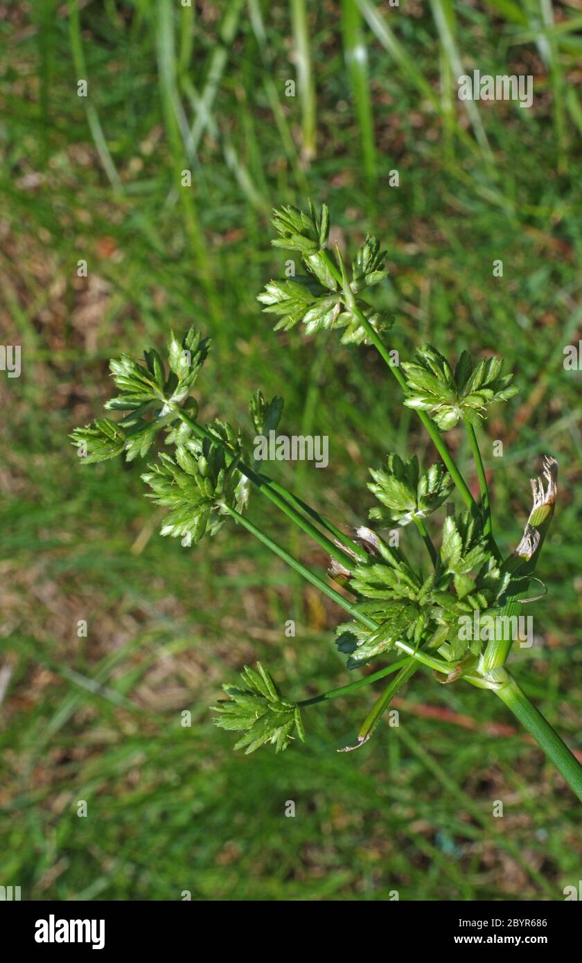 Bulrush cyperus papyrus hires stock photography and images Alamy
