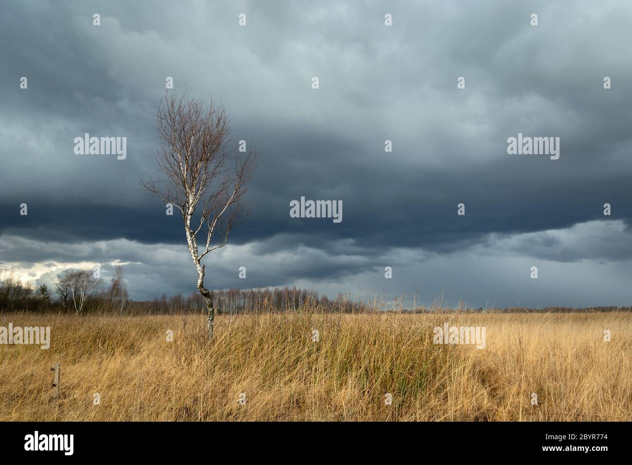 Single birch tree growing in dry grasses, storm clouds on the sky Stock Photo