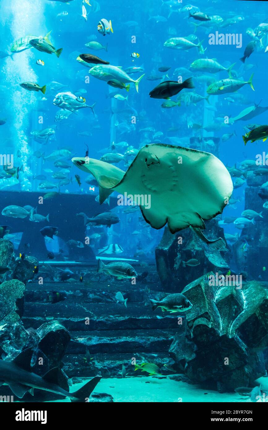 Stingray fish. Aquarium tropical fish on a coral reef Stock Photo