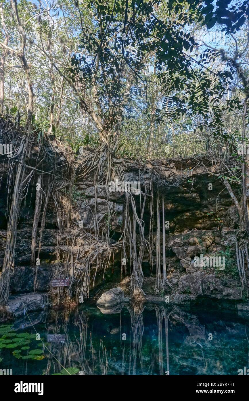 Uxmal, Mexico: Cenote X-Batun. A cenote is a natural pit, or sinkhole, resulting from the collapse of limestone bedrock that exposes groundwater. Stock Photo
