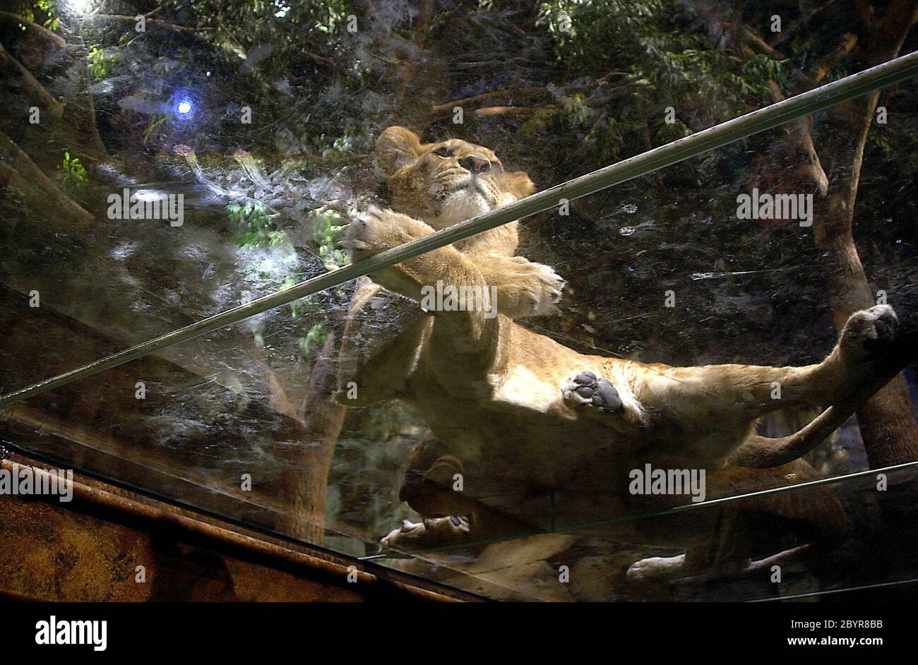 MGM Grand Hotel Las Vegas 339 the zoo inside Hotel and most important