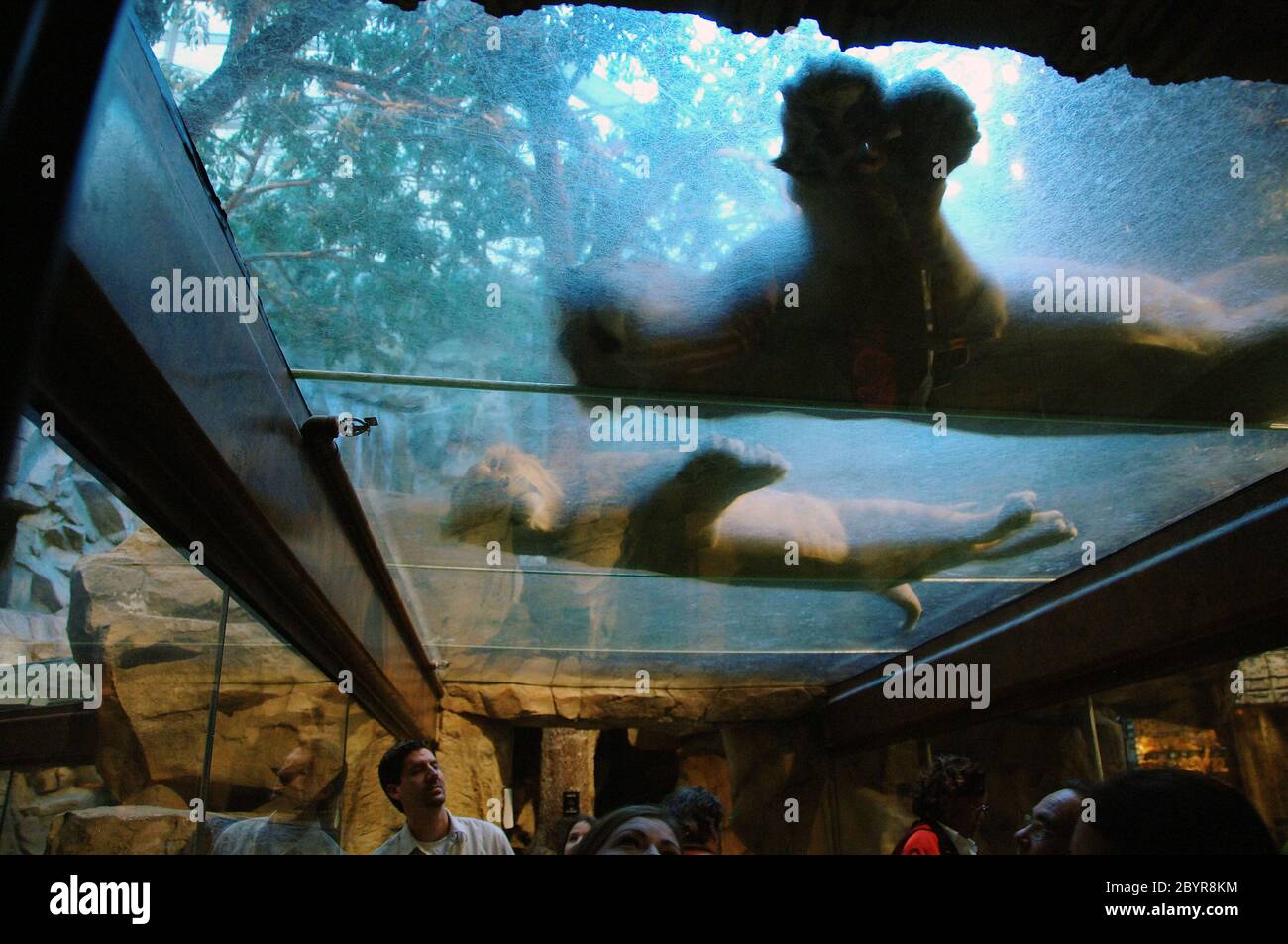 MGM Grand Hotel Las Vegas 345 the zoo inside Hotel and most important