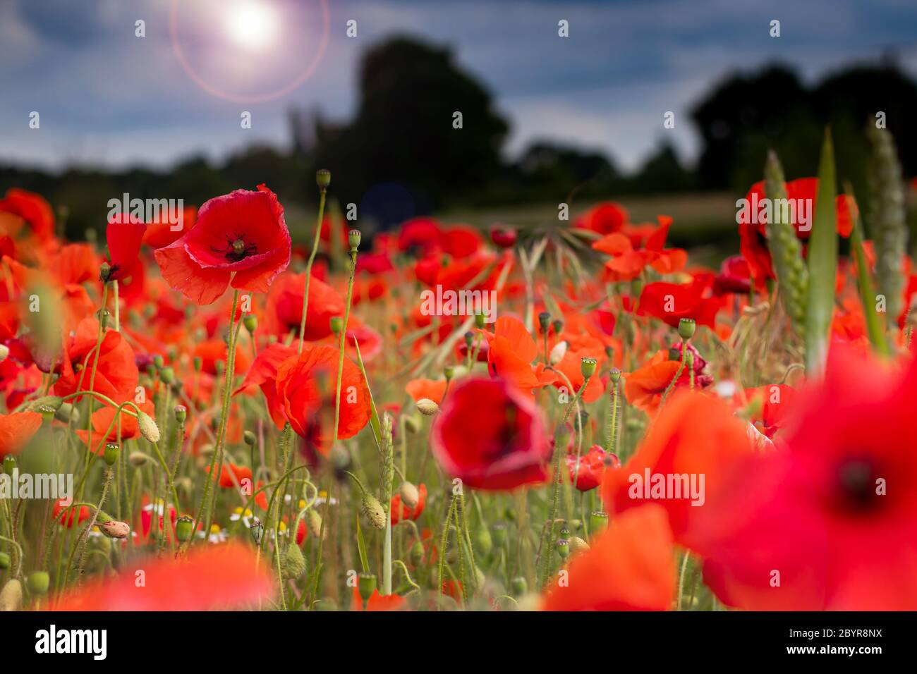 Poppies are now in full bloom in the Staffordshire countryside. This field sits next to a housing estate on the outskirts of Perton, Staffordshire. Credit: Anthony Wallbank/Alamy Live News Stock Photo
