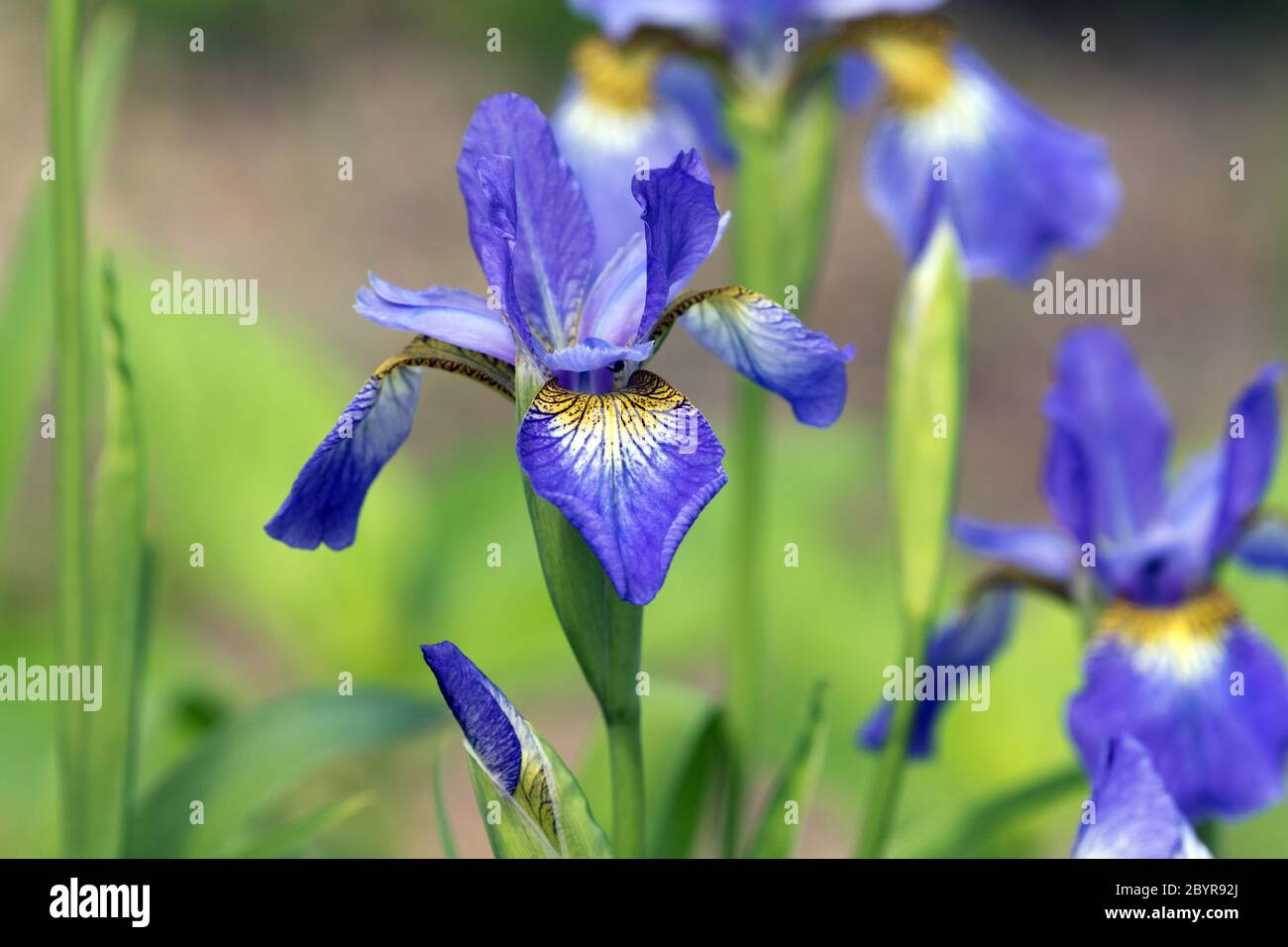Closeup of  fresh spring blooming purple Siberian Irises and bud in Canadian garden. The background is bokeh floral pattern Stock Photo